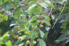 Grewia rhamnifolia